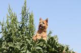 CAIRN TERRIER 024